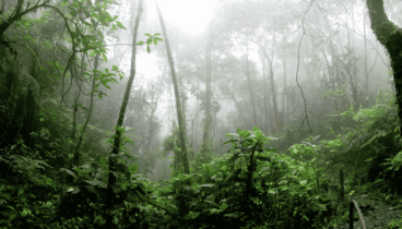 Regenwald mit leichtem Nebel