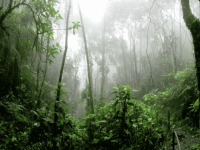 Regenwald mit leichtem Nebel